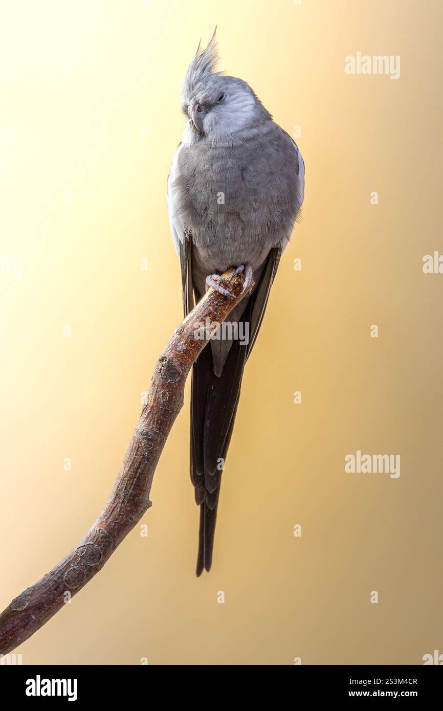 Ein häuslicher grauer Kakatiel auf einem Zweig (Nymphicus hollandicus) Stockfoto