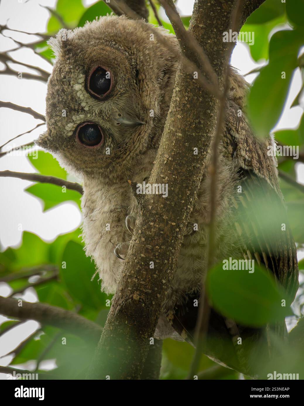 Eulenbaby Otus sagittatus auf einem Baum in Taipeh Stockfoto