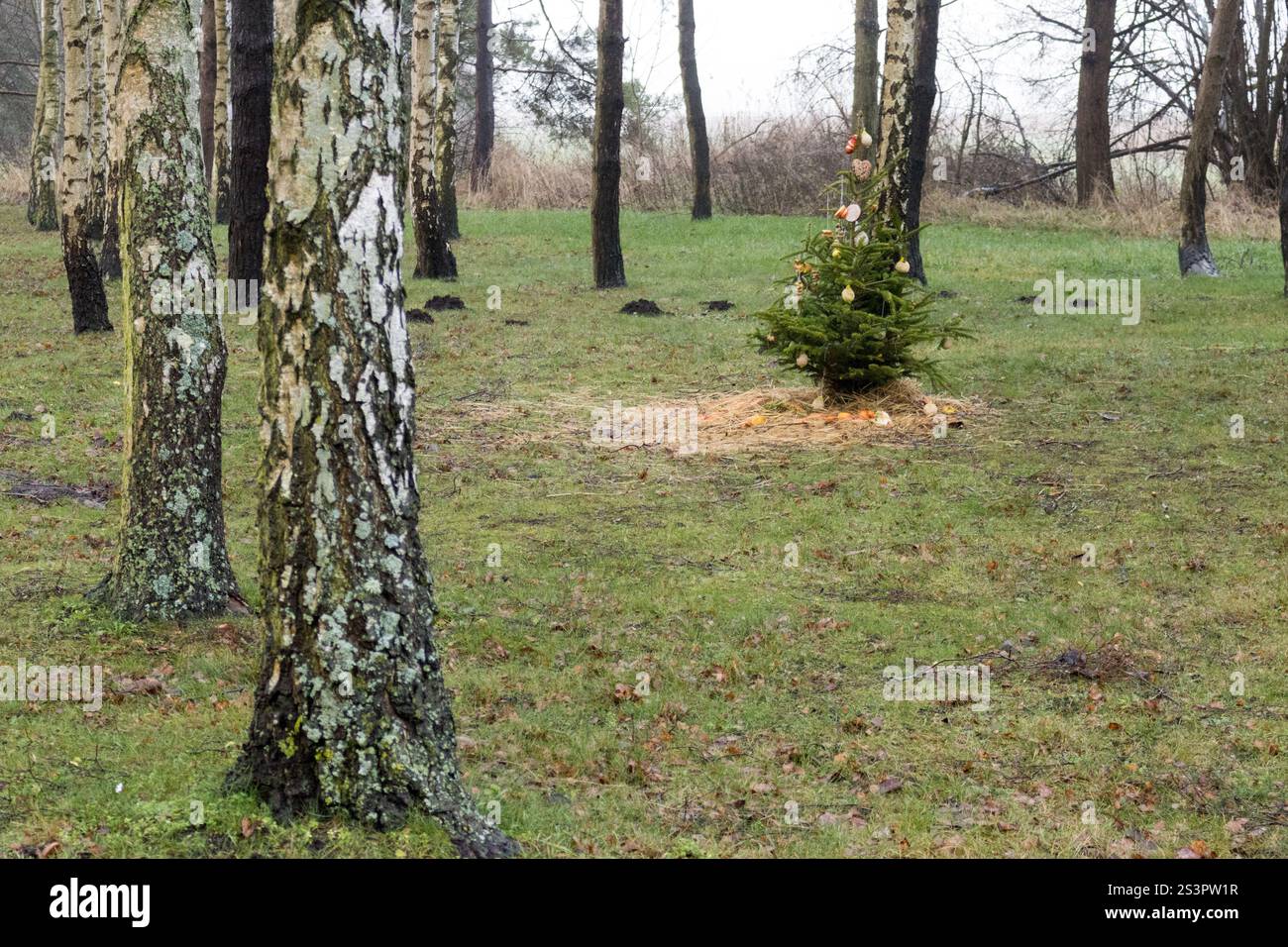 Ein geschmückter Weihnachtsbaum steht umgeben von Birken in einer ruhigen Waldlandschaft, die den Kontrast von natürlicher Schönheit und festlichem Geist einfängt. Stockfoto