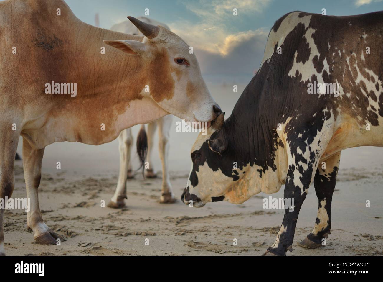 Eine friedliche Szene mit Kühen, die sich an einem Sandstrand in Indien kuscheln. Die sanften Tiere ruhen nebeneinander und zeigen einen seltenen und herzerwärmenden Moment. Stockfoto