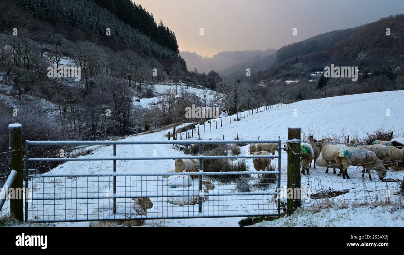 Walisische Schafe warten am Tor auf ein Morgenfutter mit Schneefeldern und Bäumen mit Schnee auf Ästen, Morgensonne in der Ferne. Stockfoto