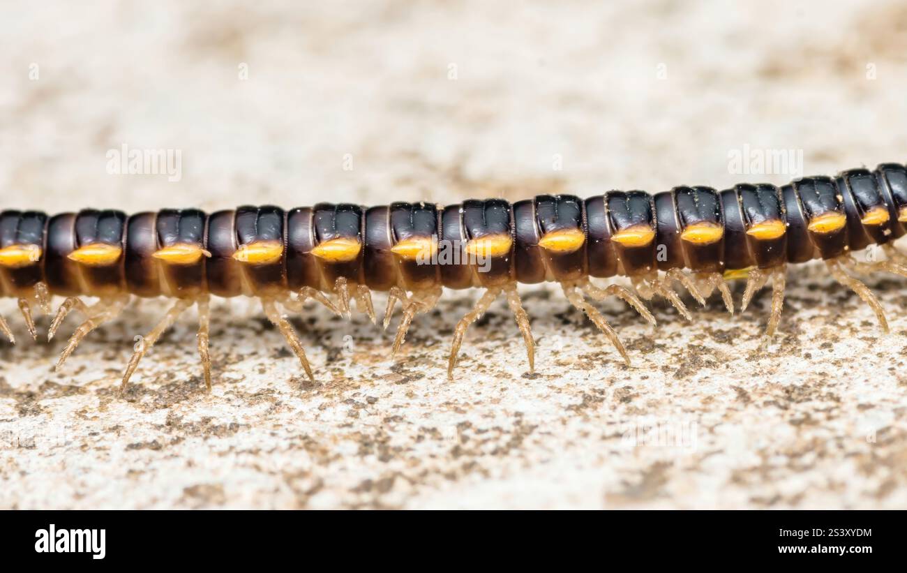 Nahaufnahme eines Gelbfleckigen Tausendfüßlers, der langsam über eine Betonoberfläche kriecht und seine zahlreichen Beine und seinen segmentierten Körper zeigt Stockfoto