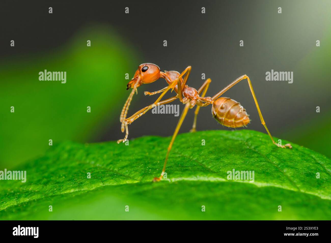 Weaver Ameise erkundet ein lebendiges grünes Blatt in seiner natürlichen Umgebung und zeigt die Schönheit der winzigen Wesen der Natur Stockfoto
