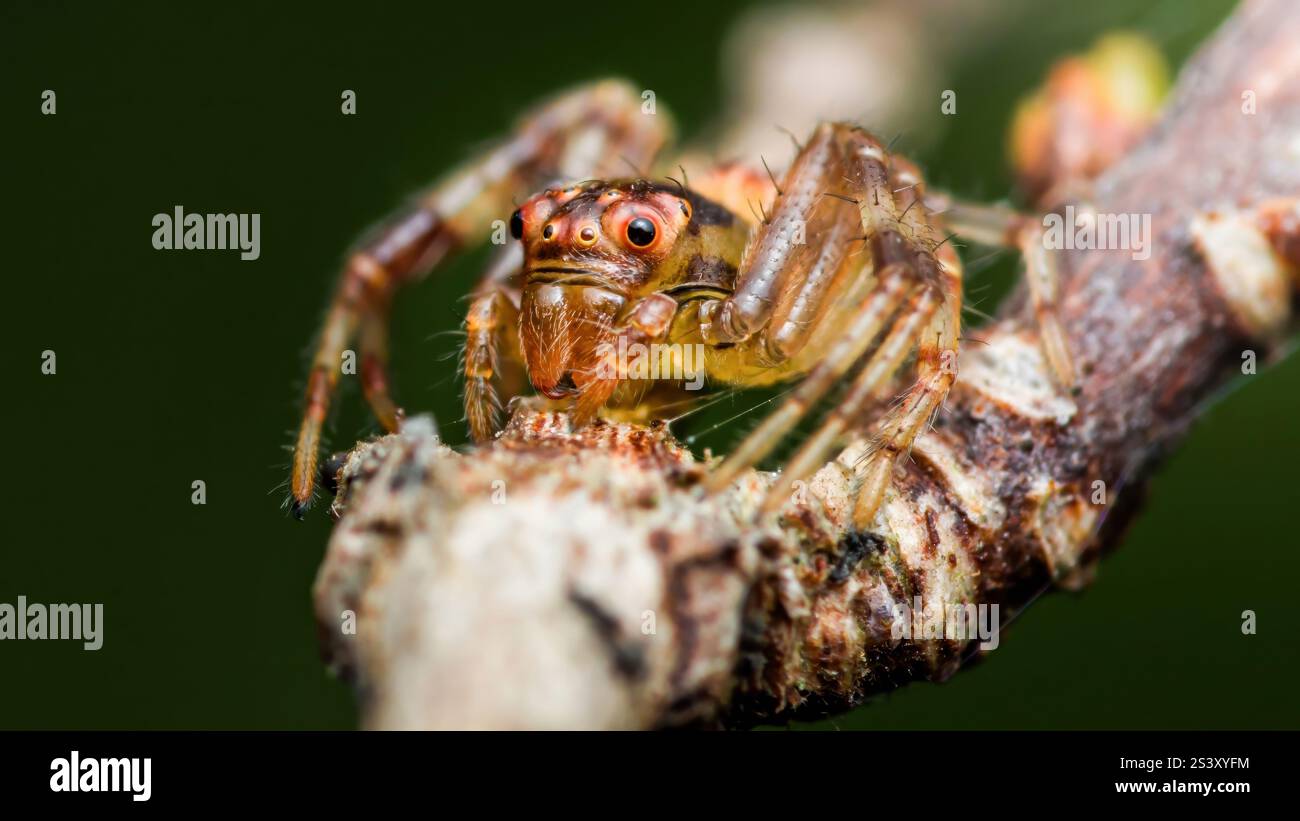 Makroaufnahmen einer springenden Spinne auf einem Ast in extremer Nahaufnahme mit ihren komplexen Details und leuchtenden Farben Stockfoto
