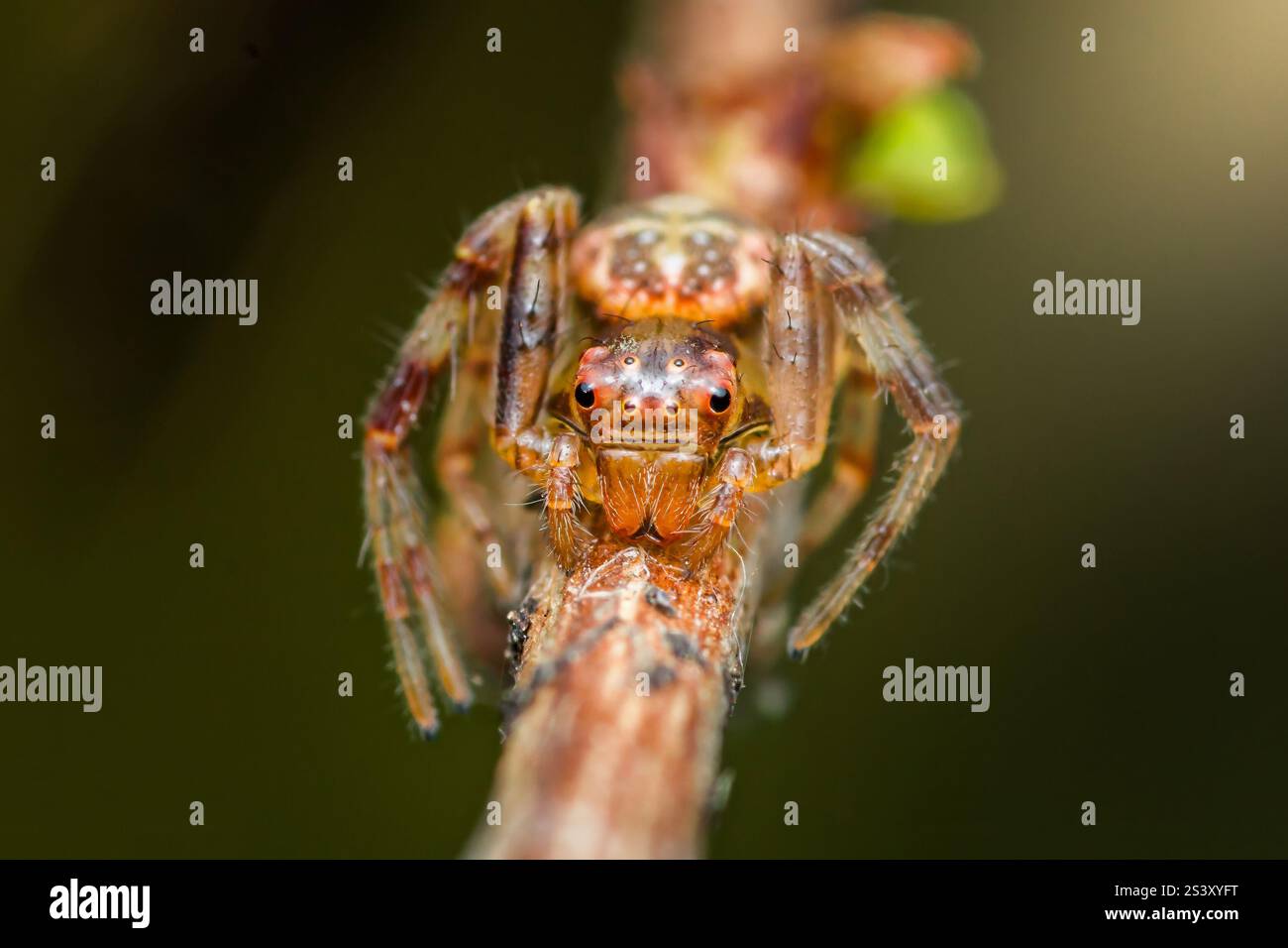 Extreme Nahaufnahme einer springenden Spinne, die auf einem Ast thront, ihre Zähne und mehrere Augen zeigt Stockfoto