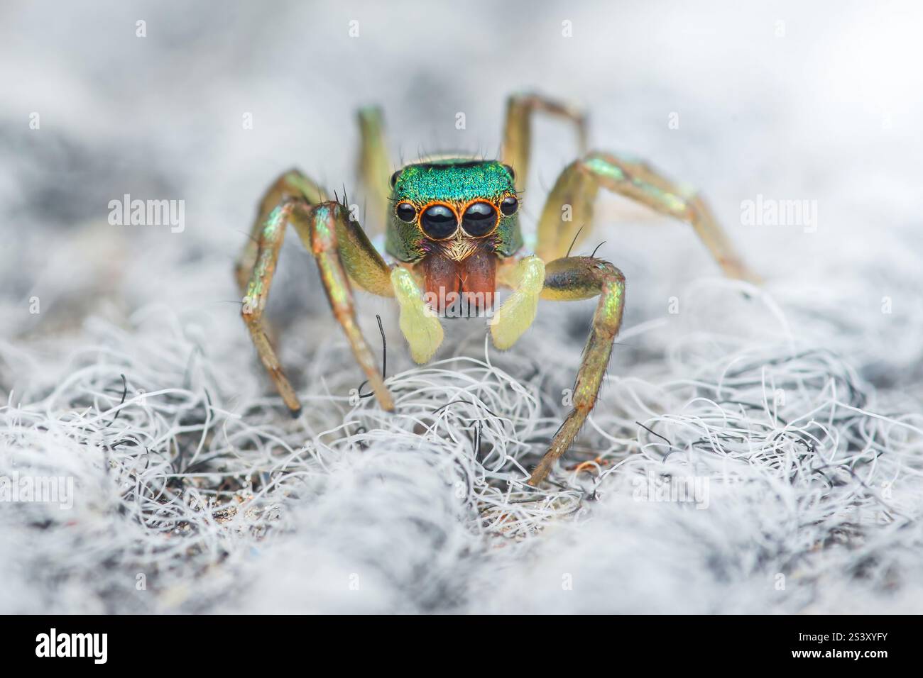 Nahaufnahme einer metallisch grünen springenden Spinne, die eine Teppichoberfläche erforscht, mit ihren leuchtenden Farben und großen Augen Stockfoto