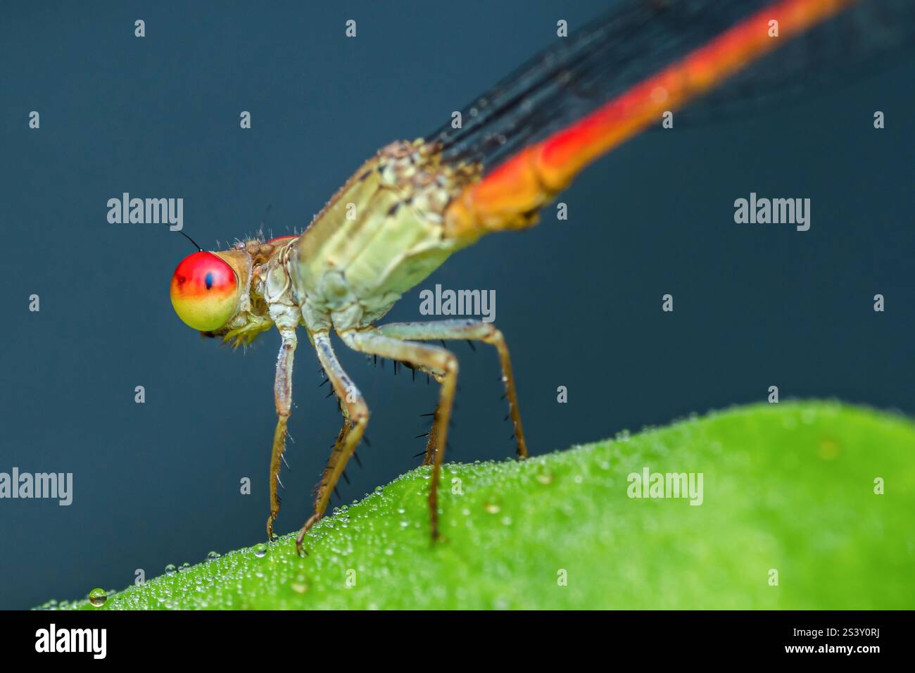Nahaufnahme einer Damselfliege mit markanten roten Augen und orangefarbenen Flügeln, die zart auf einem taufengeküssten grünen Blatt vor einem verschwommenen Hintergrund thront Stockfoto