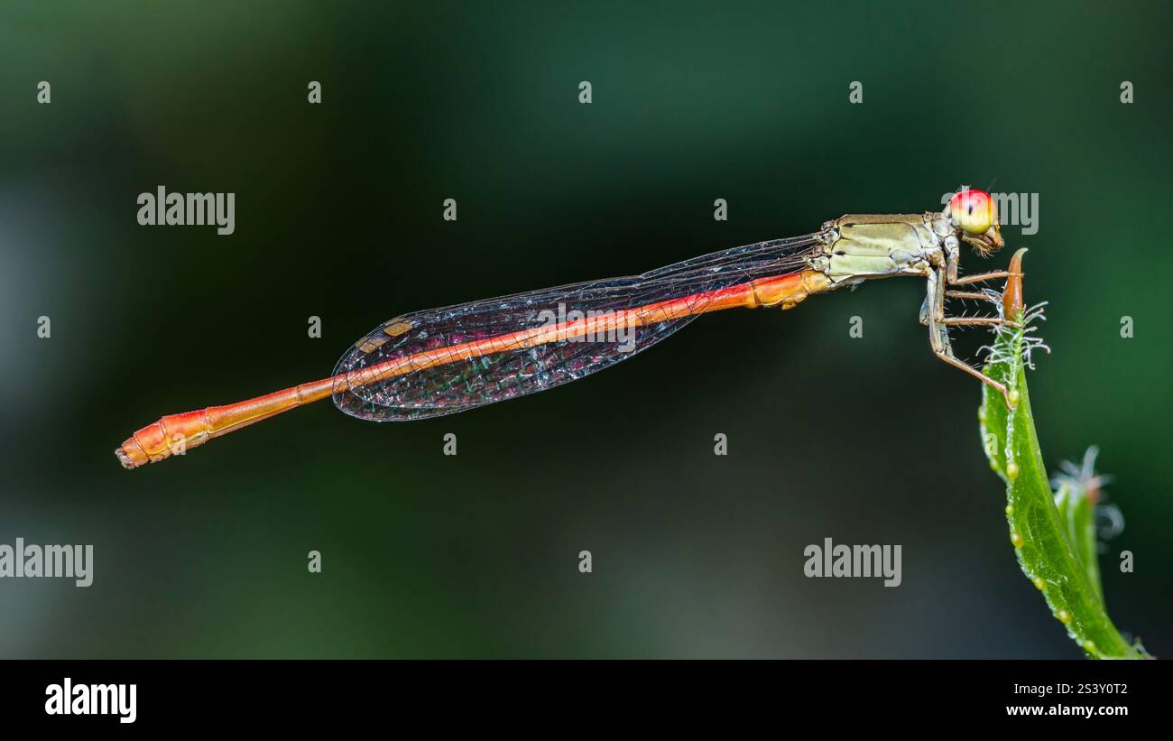 Nahaufnahme einer Damselfliege mit roten Augen und orangefarbenem Schwanz, die auf einem leuchtend grünen Blatt ruht und komplizierte Details ihres Körpers zeigt Stockfoto