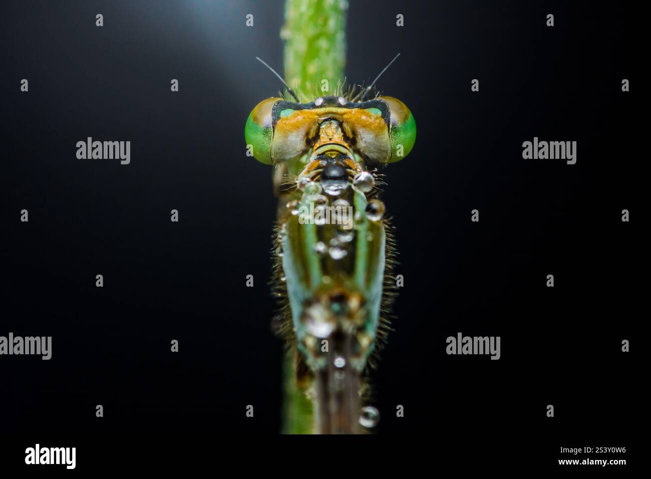 Nahaufnahme einer Damselfliege auf einem grünen Stiel, bedeckt mit winzigen Tau-Tropfen, mit ihren komplexen Details und leuchtenden Farben Stockfoto