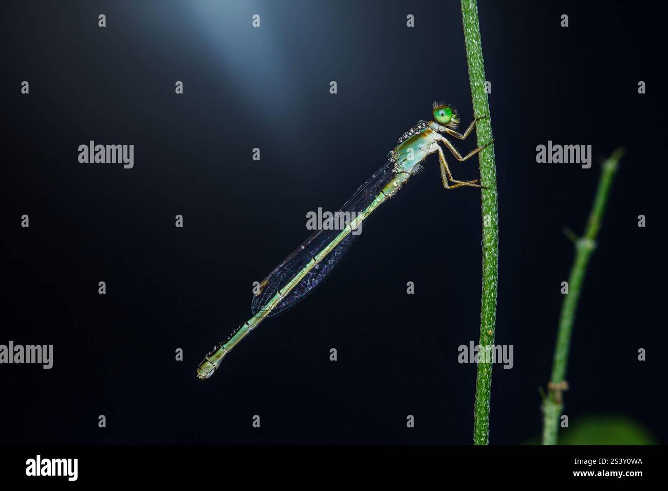Nahaufnahme einer leuchtenden smaragdgrünen Jungfliege, die sich an einem grünen Stiel festhält und ihre zarten Flügel vor einem dunklen, verschwommenen Hintergrund glitzern Stockfoto