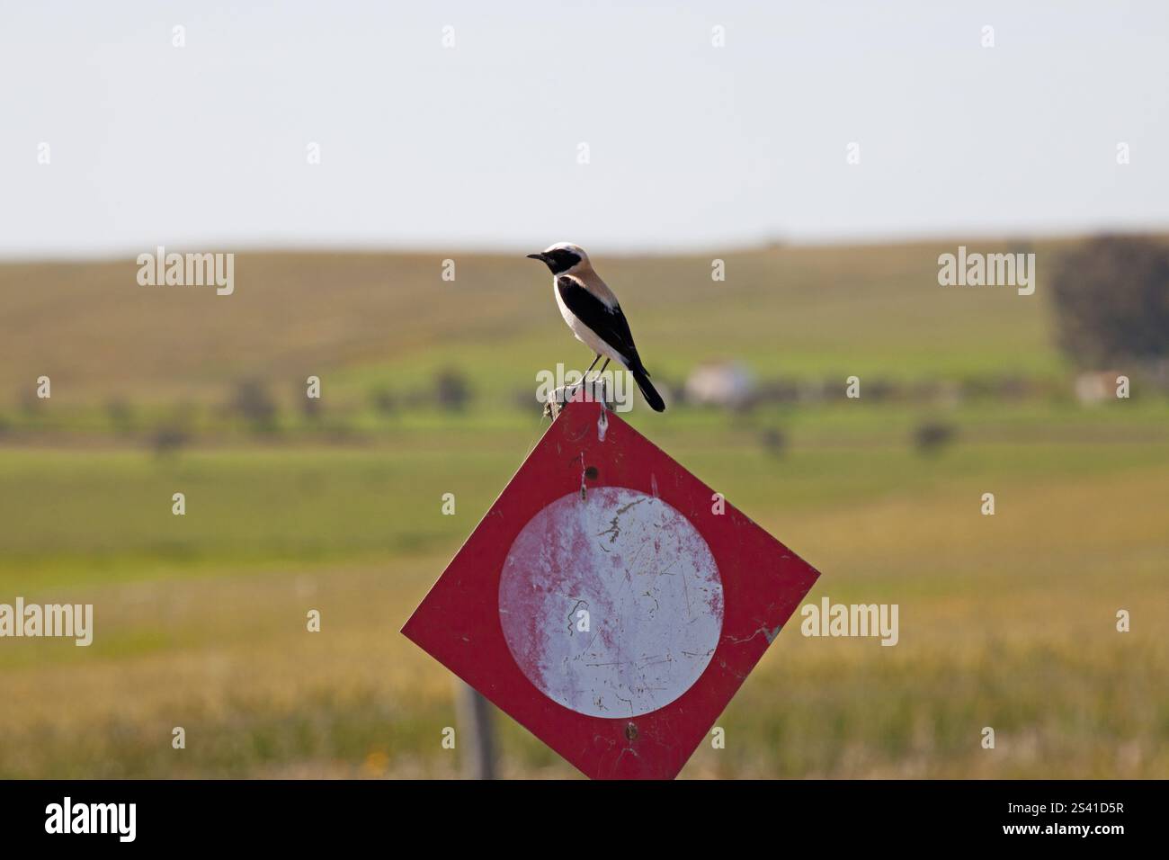 Schwarz-eared Steinschmätzer Oenanthe hispanica thront auf einem Schild am Rande des Rolling Plains in der Nähe von Castro Verde Portugal Stockfoto