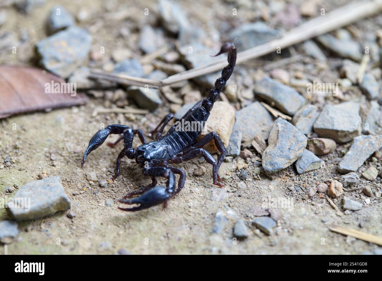 Nahaufnahme des schwarzen Kaisers Skorpion auf dem Boden Stockfoto