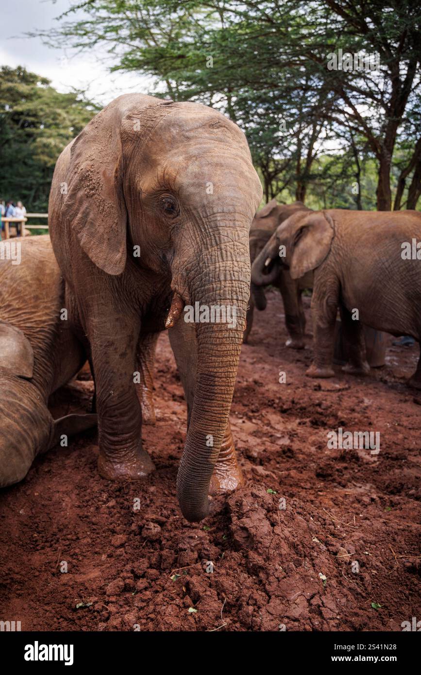Verwaiste Elefantenbabys spielen im Sheldrick Wildlife Trust in Nairobi. Stockfoto
