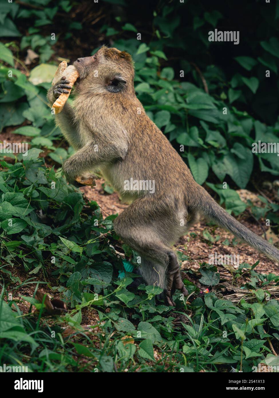 Der Affe genießt einen Snack, während er im üppigen Grün auf der Suche ist Stockfoto