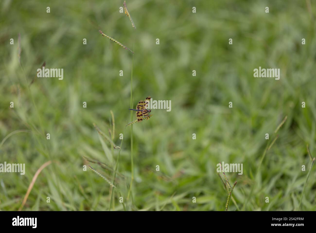 Eine Libelle im gewöhnlichen Bilderflügel, die auf Tausendfüßelgras ruht Stockfoto