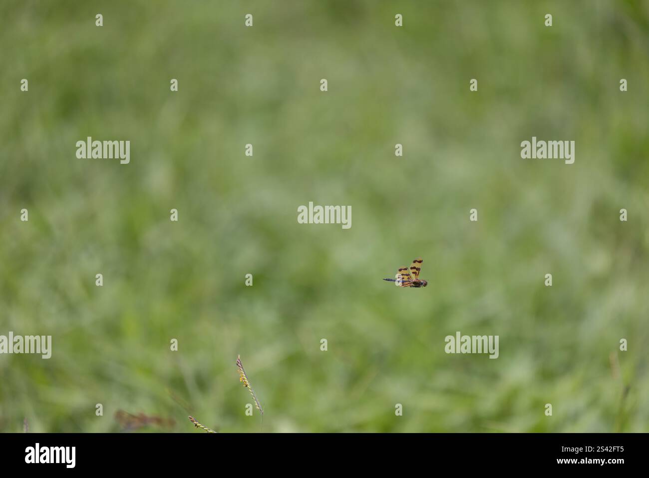 Braune und goldene Libelle im Flug über das Grasland in Brisbane Stockfoto