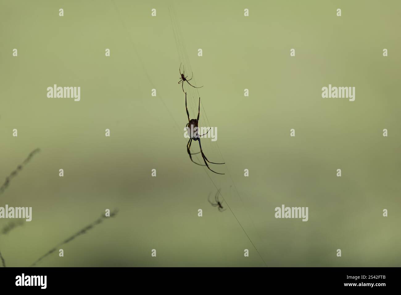 Silhouetten im Web mit weichem grünem Hintergrund Stockfoto