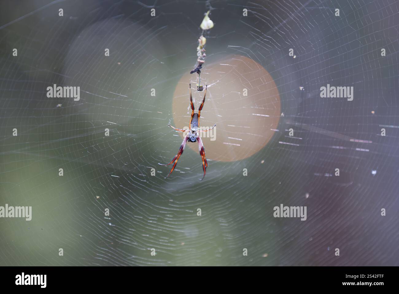 Goldene Seidenspinne in kompliziertem Web mit Bokeh-Hintergrund Stockfoto