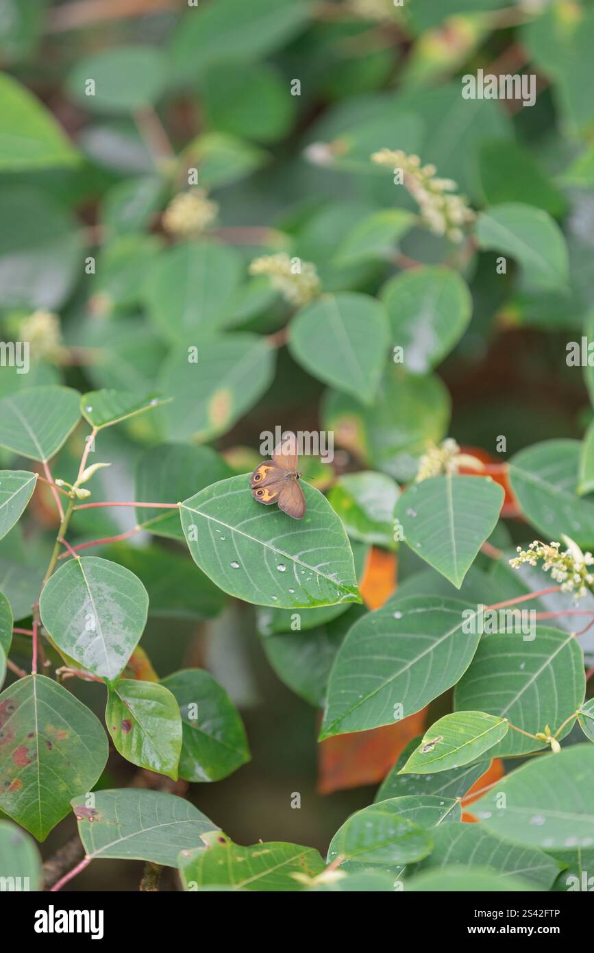 Brauner Schmetterling auf Green Leaf im Regenwald von Queensland Stockfoto