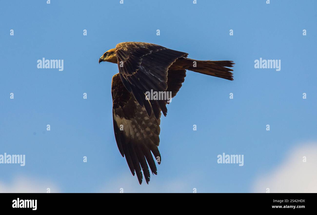 Black Drache (Milvus migrans) ist sowohl ein Aasfresser als auch ein Raubtier. Stockfoto