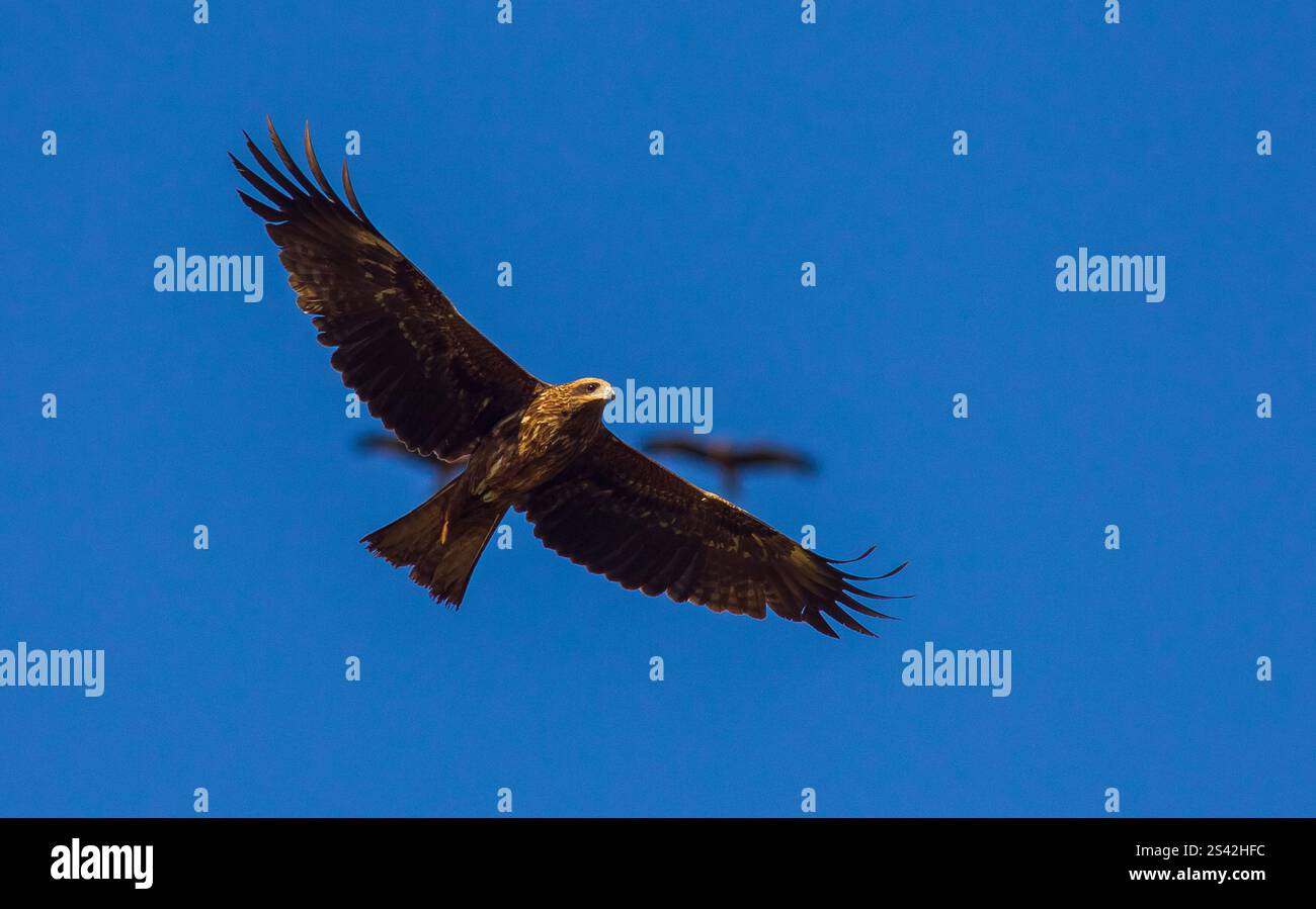 Black Drache (Milvus migrans) ist sowohl ein Aasfresser als auch ein Raubtier. Stockfoto