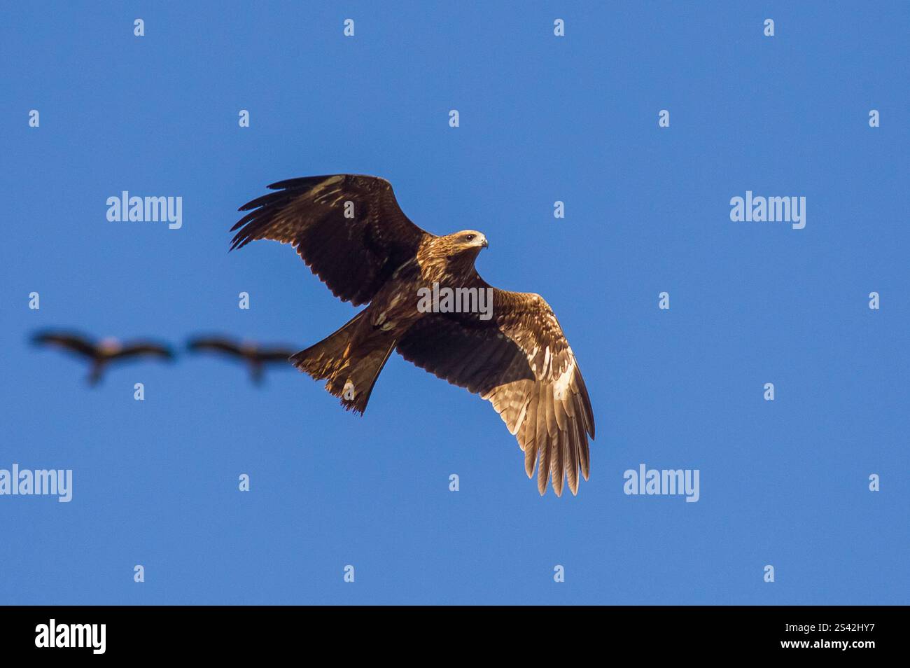 Black Drache (Milvus migrans) ist sowohl ein Aasfresser als auch ein Raubtier. Stockfoto