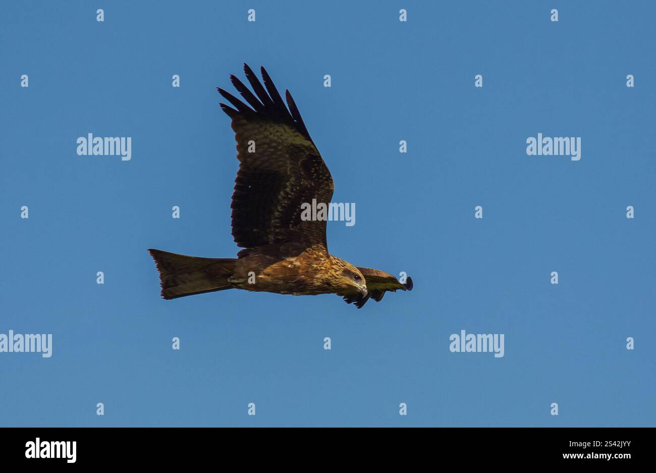 Black Drache (Milvus migrans) ist sowohl ein Aasfresser als auch ein Raubtier. Stockfoto