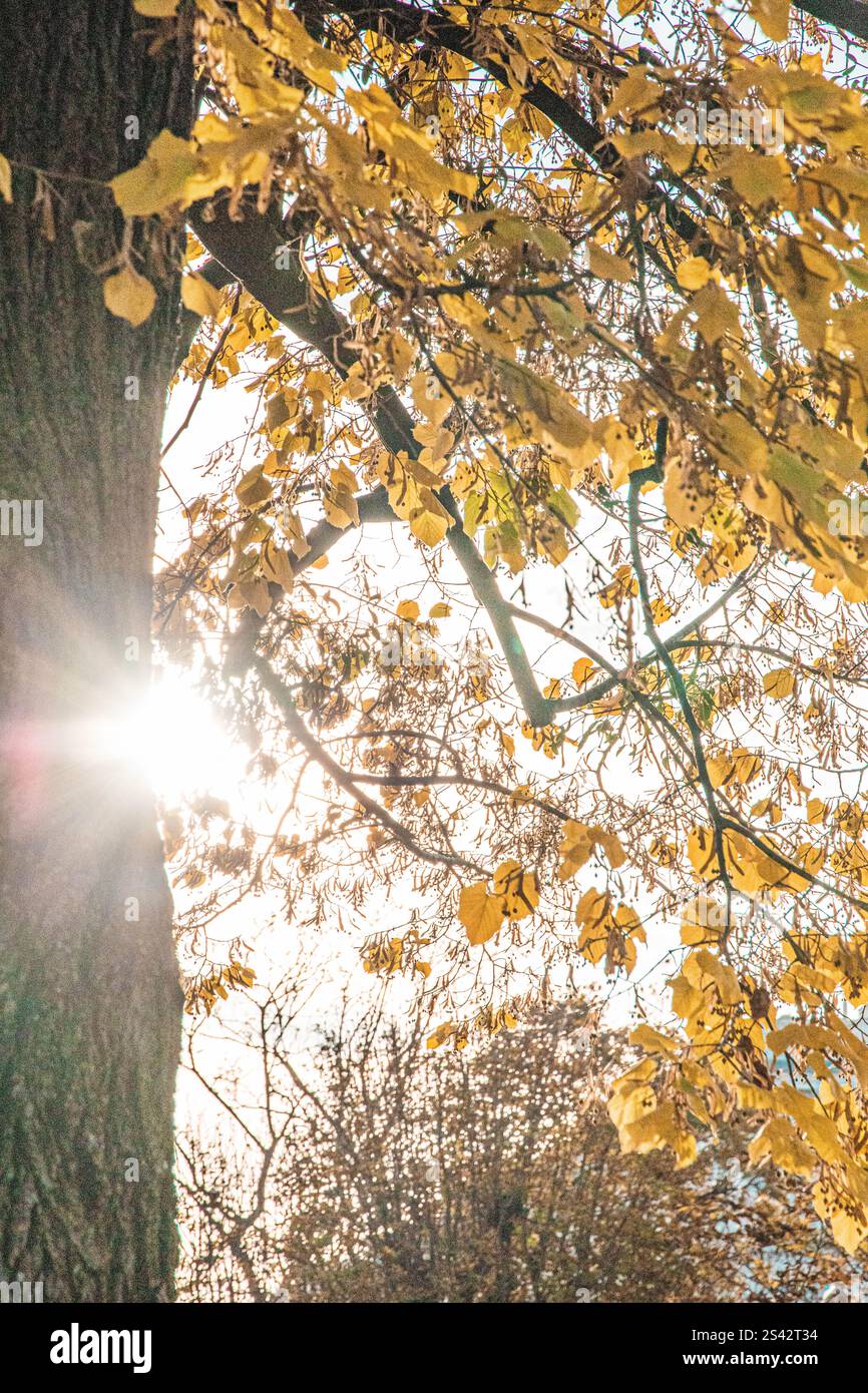 Bäume und Herbstblätter Stockfoto