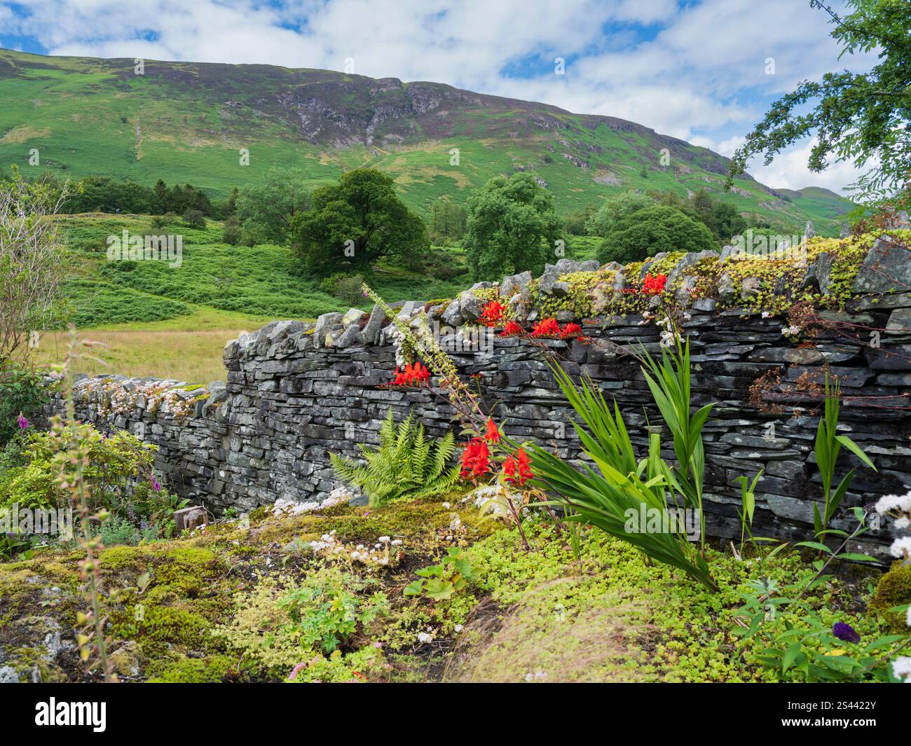 Grange-in-Borrowdale, Lake District, Cumbria - Trockenmauer. Garten mit Krokosmie. Stockfoto