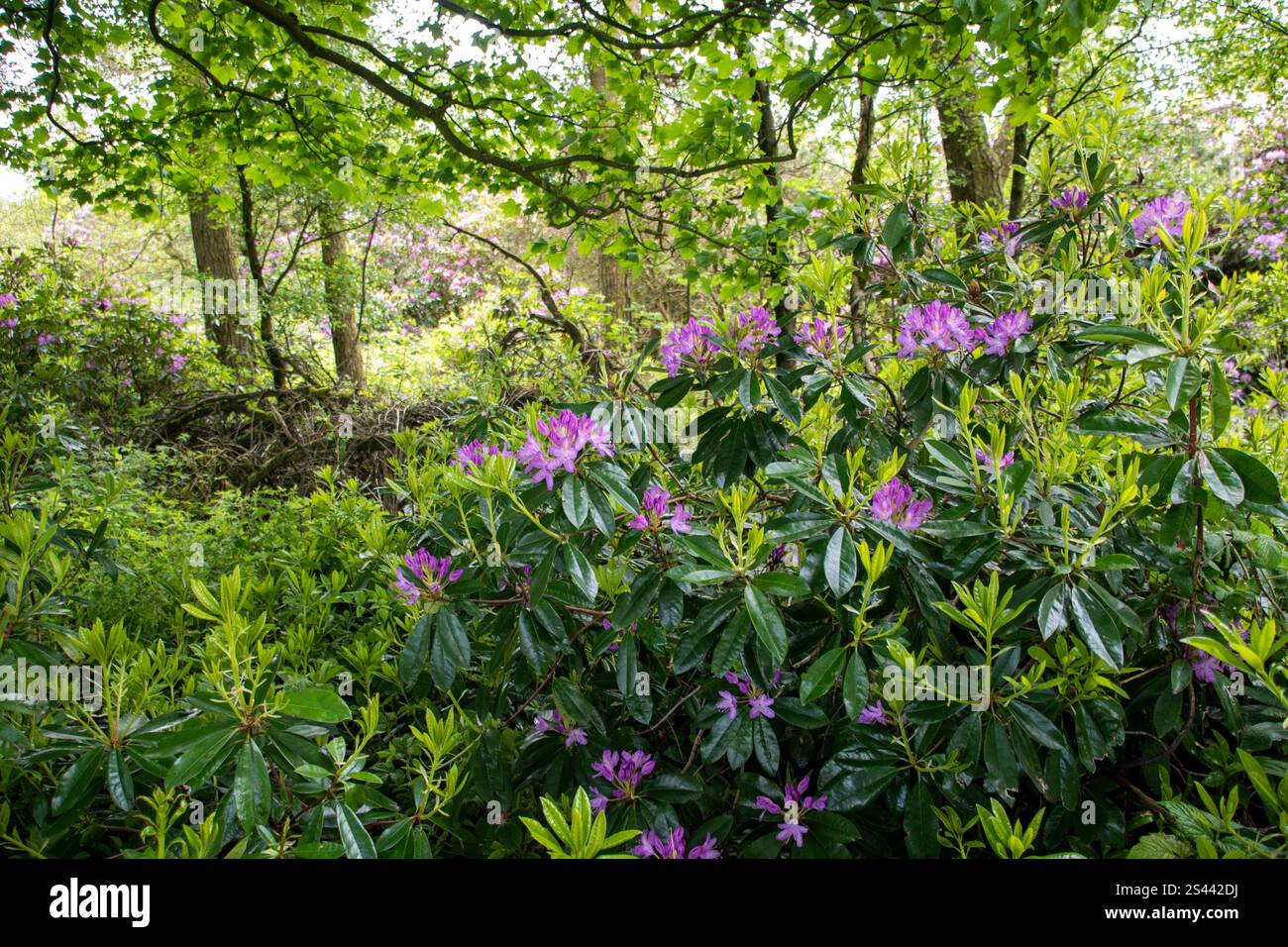 Ein Rhododendronstrauch in blühenden Wäldern im Blacka Moor Nature Reserve, Peak District, Großbritannien Stockfoto