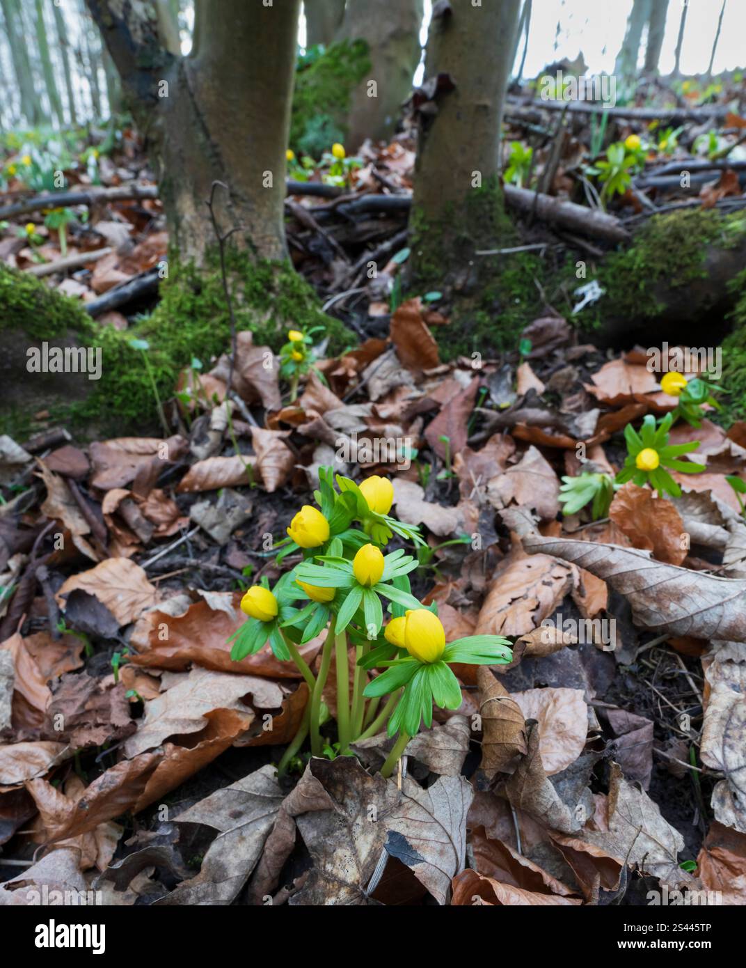 Scottish Borders Flowers - Winterakonit, Ende Januar Stockfoto