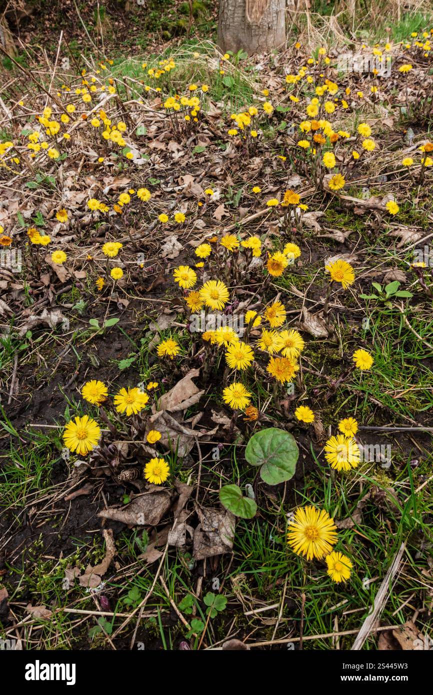 Scottish Borders Flowers - Coltsfoot Stockfoto