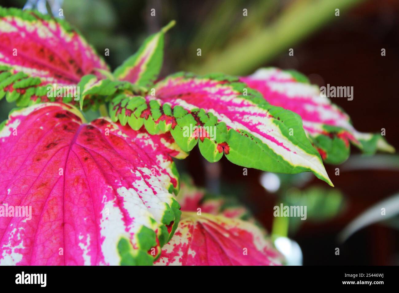Bunte Blätter der Coleus-Pflanze Stockfoto