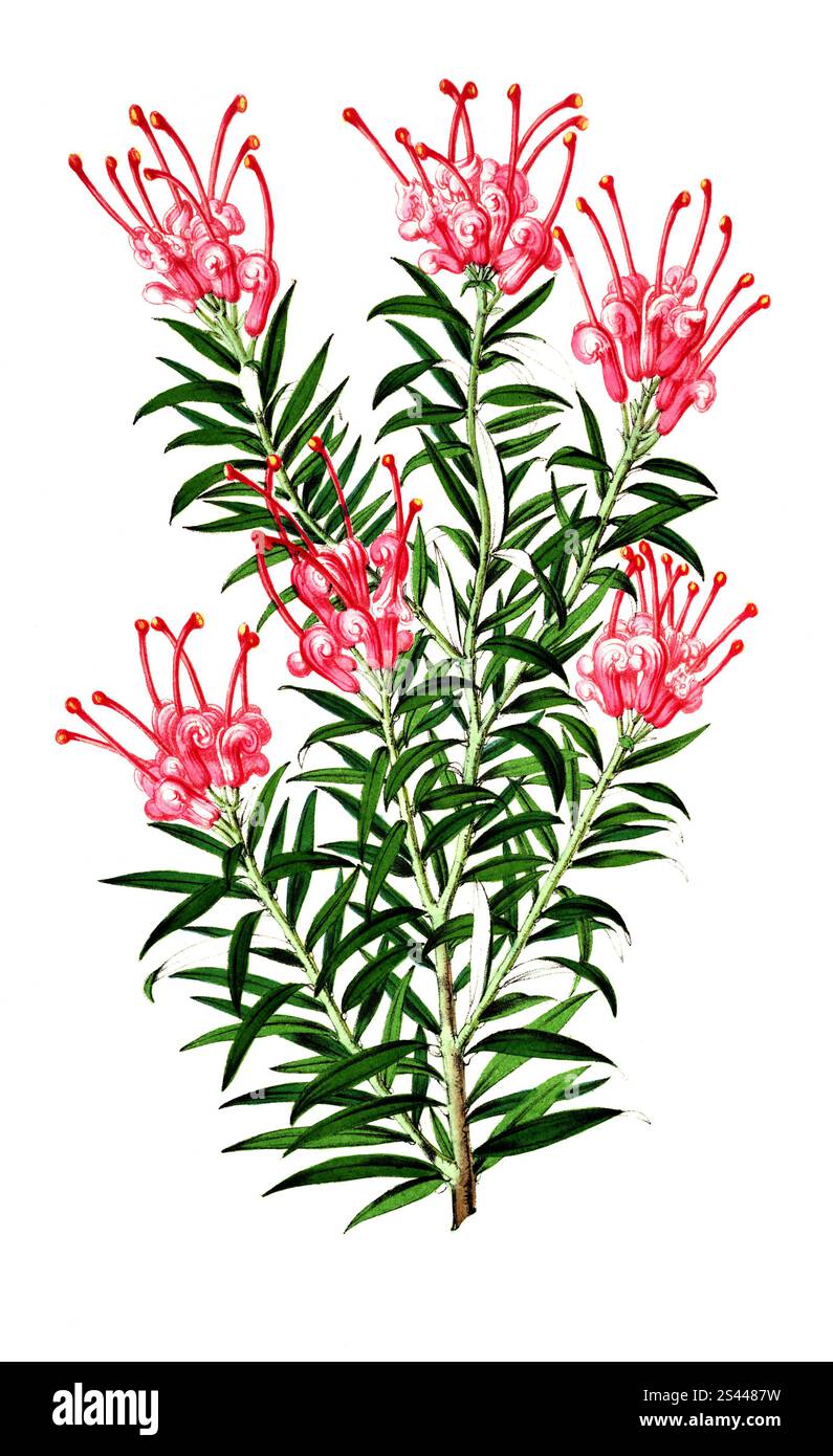 Gievillea rosea, Grevillea oder Silbereiche, Grevillea, eine Pflanzengattung innerhalb der Familie der Silberbaumgewächse, Pflanze und Blüte, digital überarbeitete Reproduktion eines Originals aus dem 19. Jahrhundert, Grevilleen oder Silbereiche, eine Pflanzengattung innerhalb der Familie der Silberbaumgewächse, Pflanze und Blüte, digital überarbeitete Reproduktion eines Originals aus dem 19. Jahrhundert Stockfoto