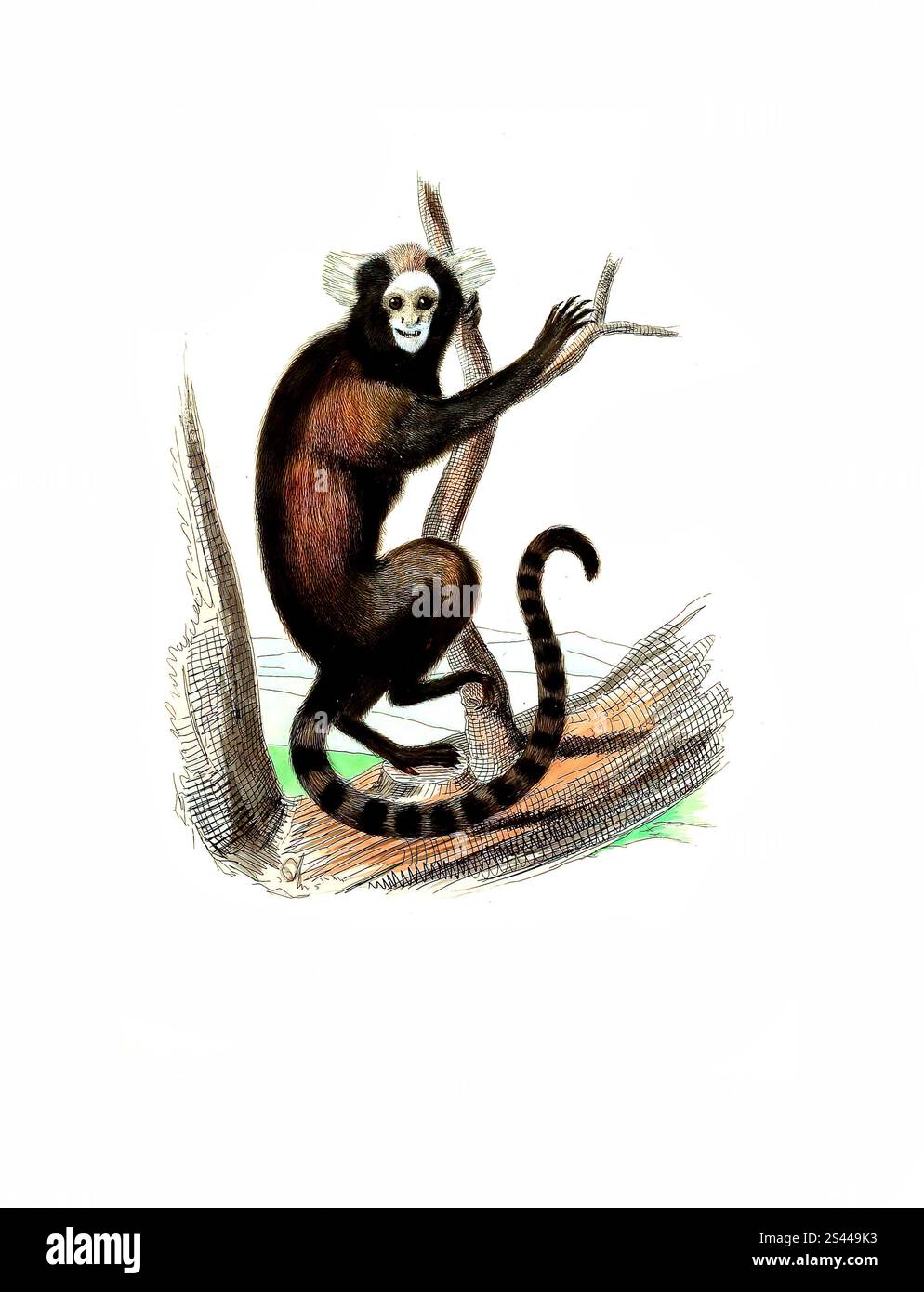 Säugetiere, Affen, Affen, Gelbohr-Murmeltier, Callithrix aurita, Jacchus auritus, historische, digital restaurierte Reproduktion eines Originals aus dem Jahr 1860, Säugetiere, Gelbohr-Büschelaffe, historisch, digital restaurierte Reproduktion einer Vorlage von 1860 Stockfoto