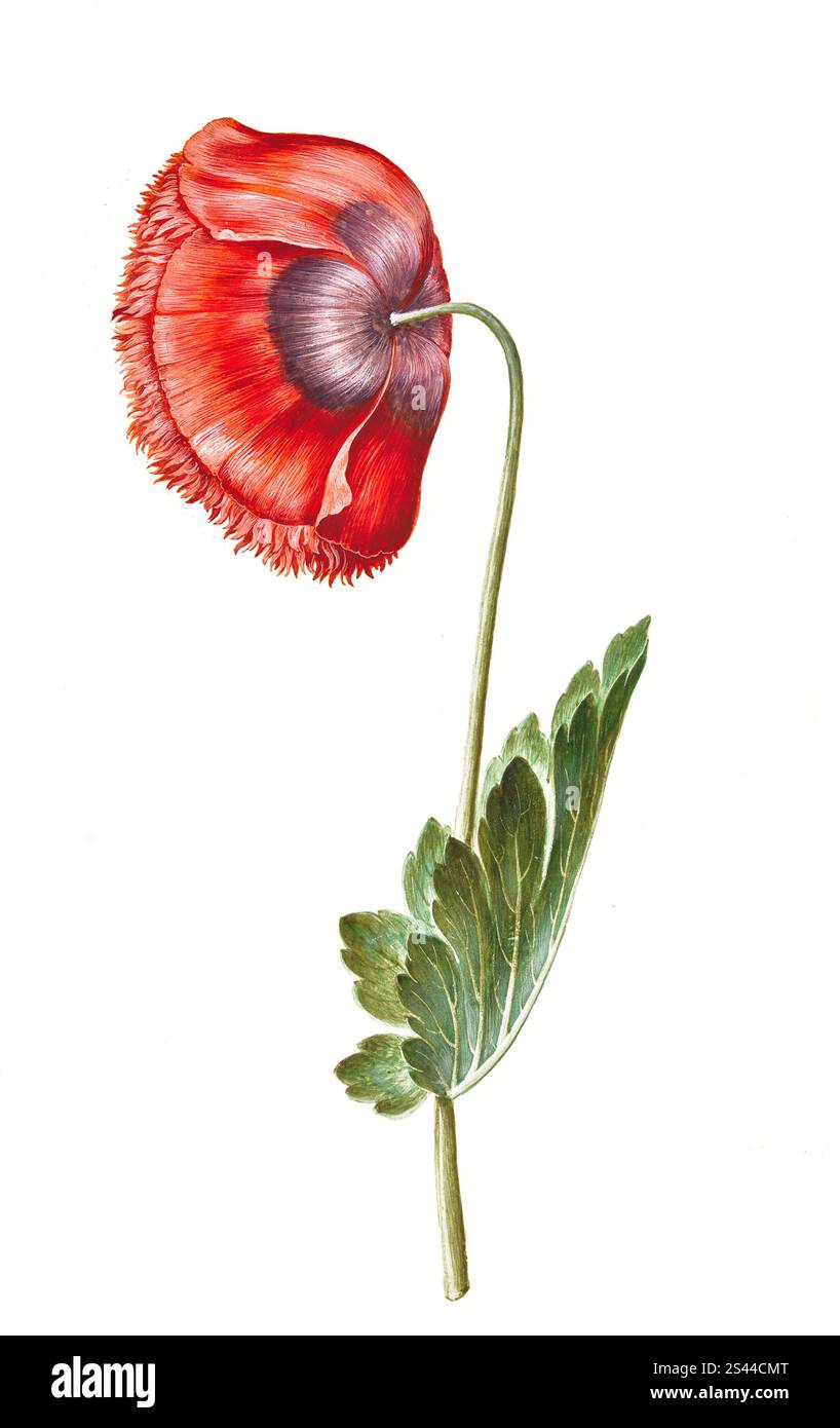 Opiummohn, Papaver somniferum, Opiummohn, historische, digital restaurierte Reproduktion aus einem Original aus dem 19. Jahrhundert, Schlafmohn, Opiummohn, Historisch, digital restaurierte Reproduktion von einer Vorlage aus dem 19. Jahrhundert. Jahrhundert Stockfoto