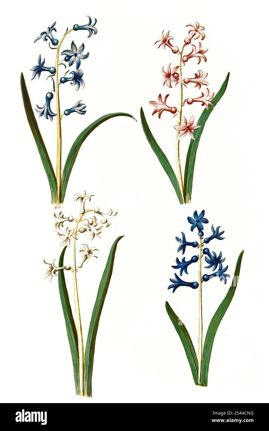Gartenhyazinthe, Hyacinthus orientalis, gemeinsame Hyazinthe, historische, digital restaurierte Reproduktion aus einem Original des 19. Jahrhunderts, Gartenhyazinthe, gemeinsame Hyazinthe, Historisch, digital restaurierte Reproduktion von einer Vorlage aus dem 19. Jahrhundert. Jahrhundert Stockfoto