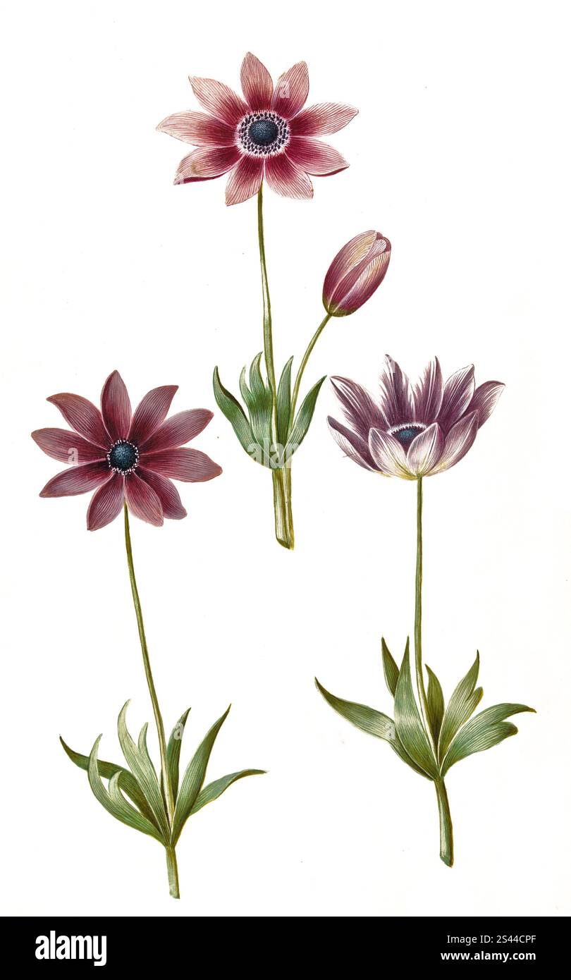 Pfauen-Anemone, Anemone pavonina, historische, digital restaurierte Reproduktion von einer Vorlage aus dem 19. Jahrhundert, Pfauen-Anemone, historisch, digital restaurierte Reproduktion von einer Vorlage aus dem 19. Jahrhundert. Jahrhundert Stockfoto