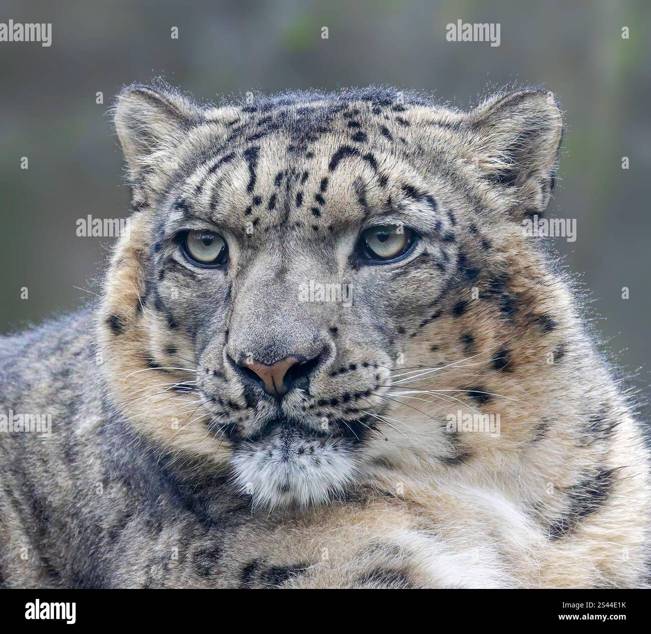 Nahaufnahme eines Schneeleoparden (Unica unica) Stockfoto