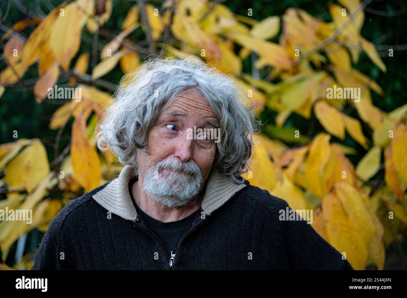 Ein älterer Mann mit lockigen grauen Haaren und einem nachdenklichen Ausdruck steht vor leuchtend gelben Herbstblättern. Stockfoto