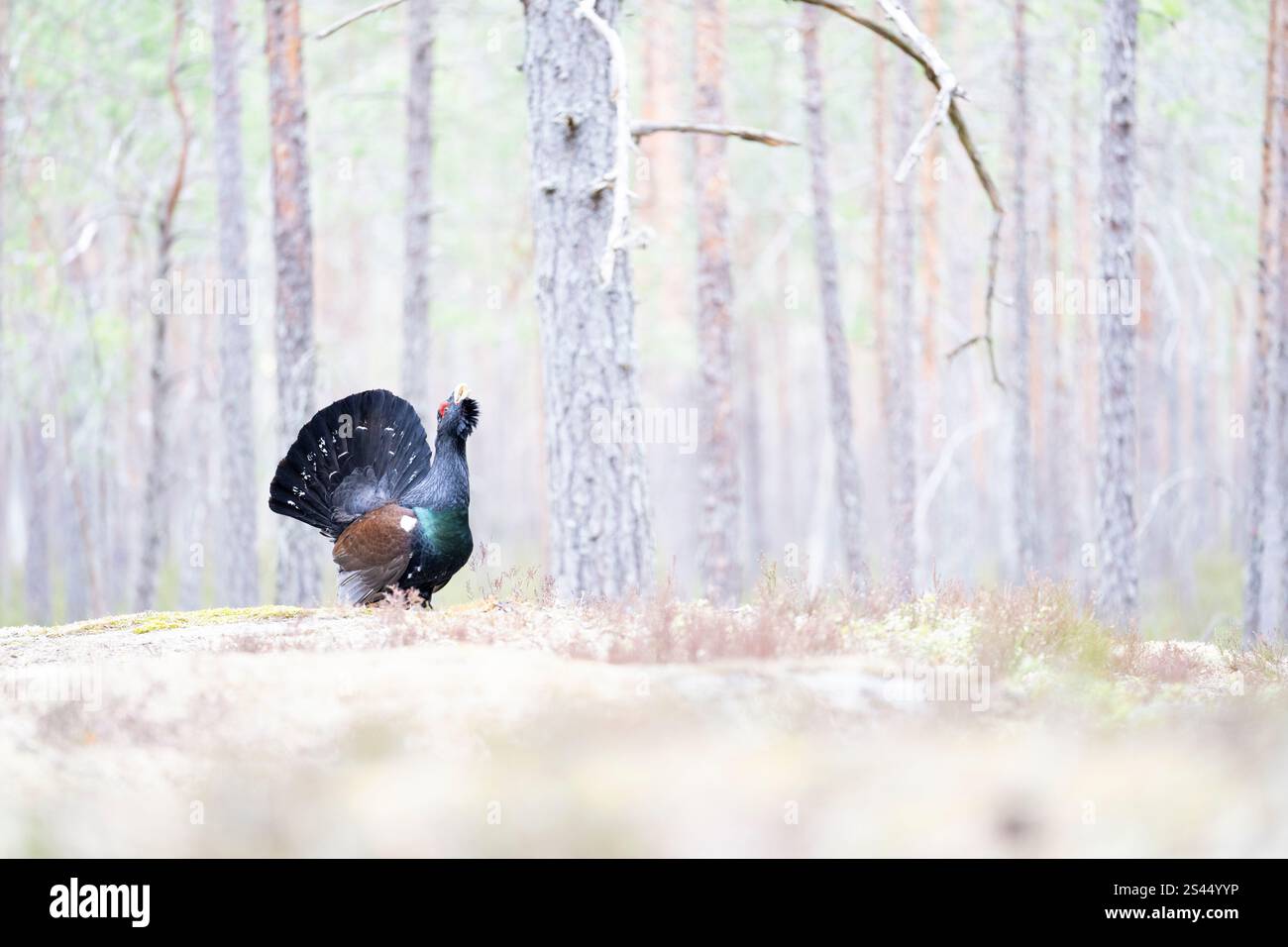 Auerhahn (Tetrao urogallus), Hahn. Auerhuhn (Tetrao urogallus). Eurasisches Auerhuhn. Tetrao urogallus Linnaeus, 1758 Foto: MA Stockfoto