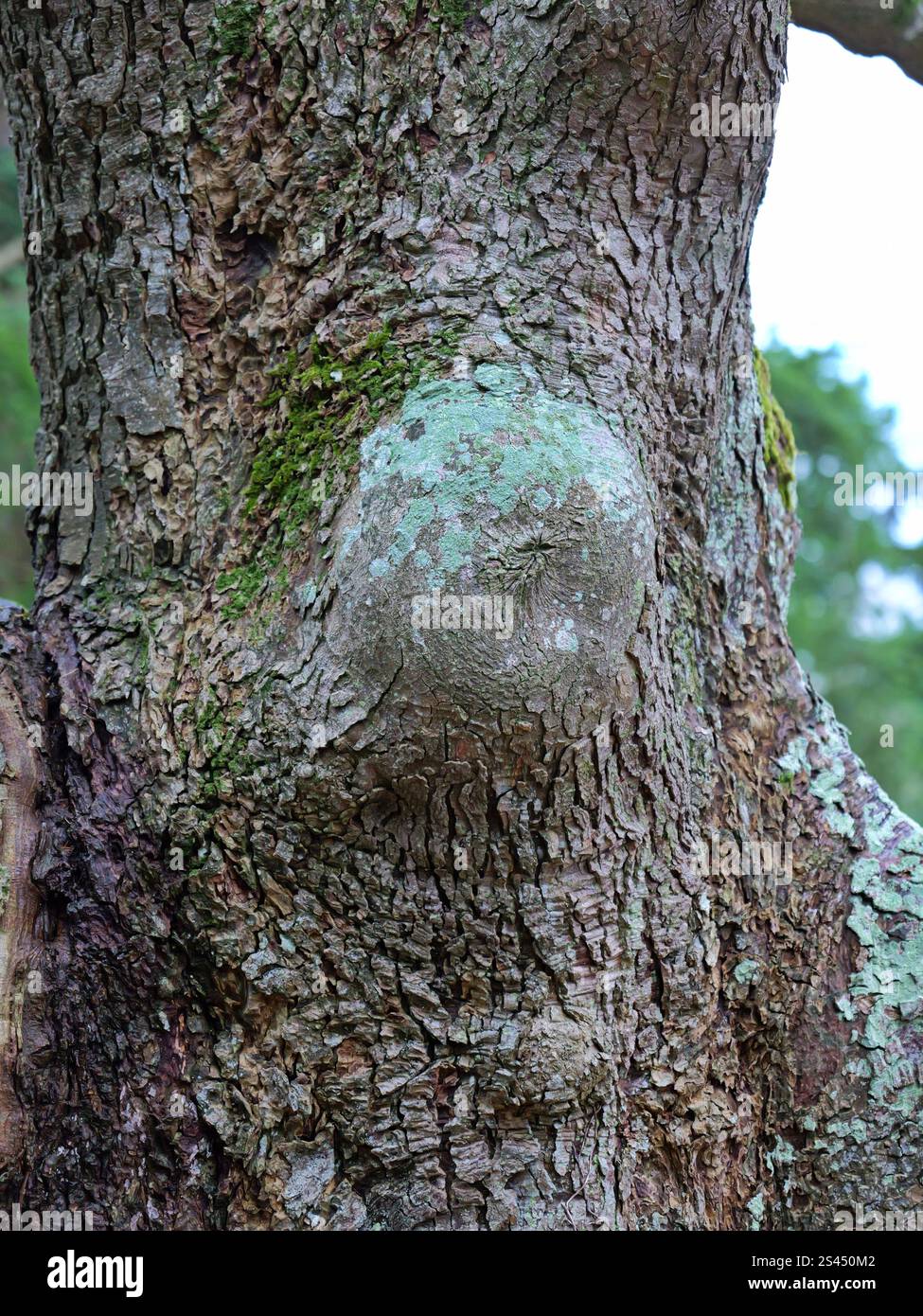 Fangen Sie die Kunstfertigkeit der Natur mit diesem atemberaubenden Baumkronen ein! Trotz seiner Wachstumsanomalie ist es ein geschätztes Material in Holzbearbeitung und Schnitzerei. Stockfoto