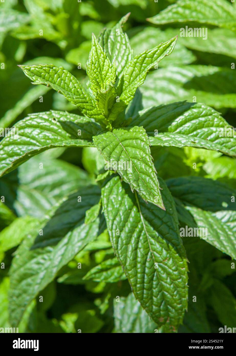 Mentha longifolia oder Pferdeminze, variabel krautige Staudenpflanze mit Pfefferminzduft Stockfoto