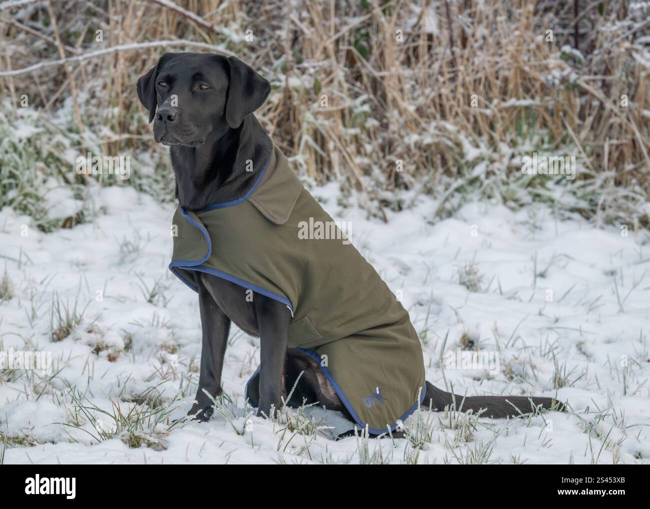 Labrador trägt einen sportlichen Heiligenmantel Stockfoto