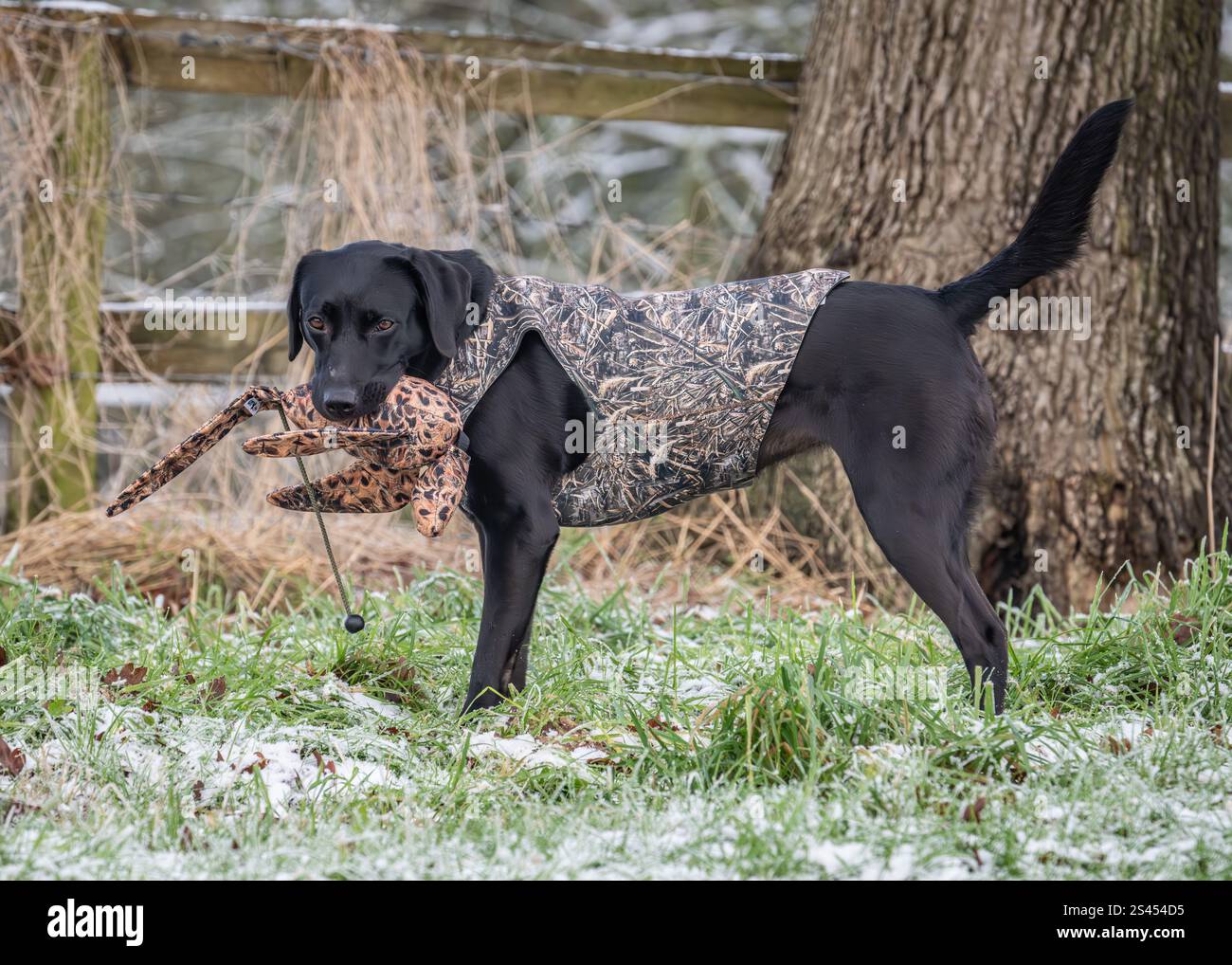 Labrador trägt einen sportlichen Heiligenmantel Stockfoto