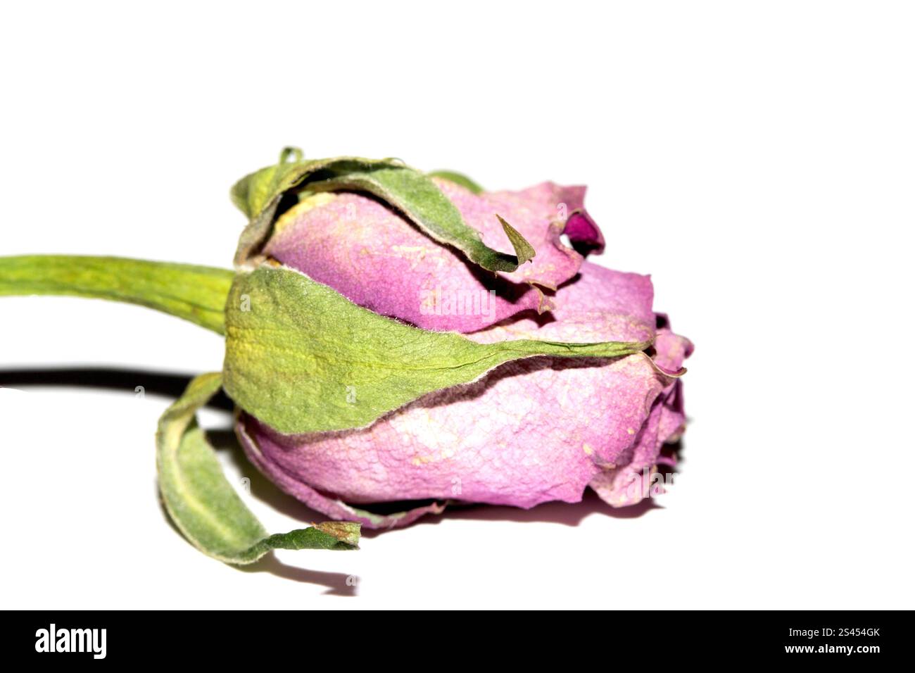 Nahaufnahme einer getrockneten Roten Rose Blume und Blütenblätter Stockfoto