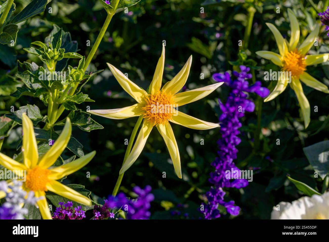 Dahlia Honka, gebürtig in Mexiko und Mittelamerika Stockfoto