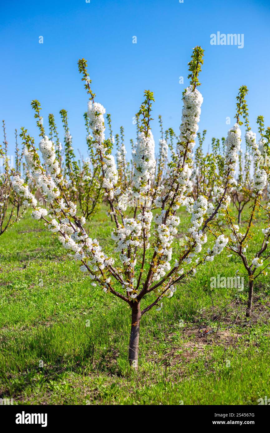Kirschblütenbaum an einem sonnigen Frühlingstag. Vegetationsperiode im Garten. Stockfoto