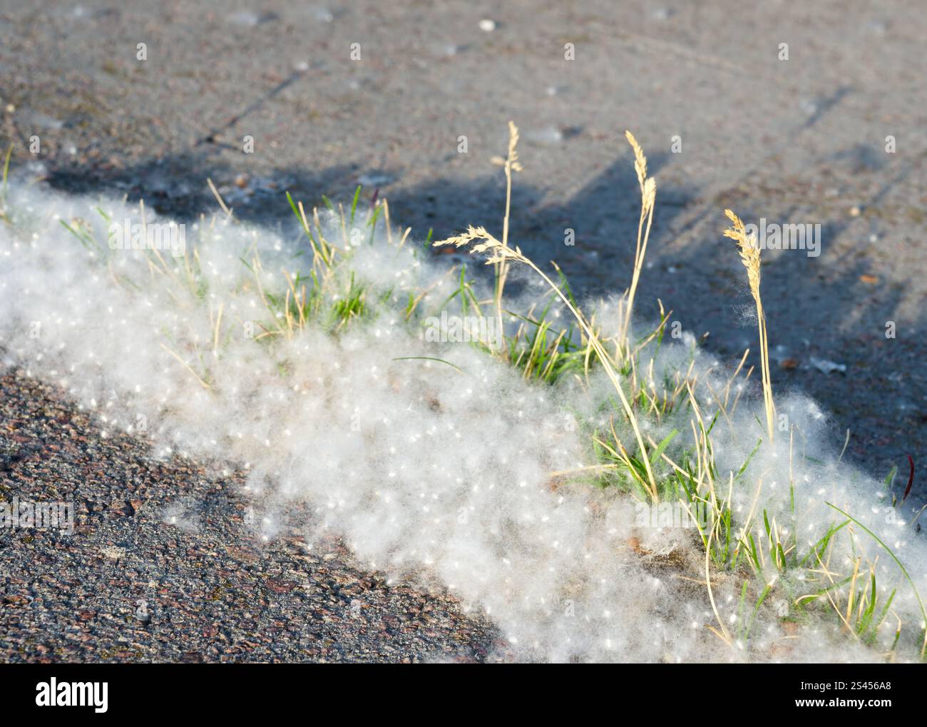 Pappelflaume auf dem Asphalt vor dem Hintergrund von Bäumen. Pappelblüten-Saison. Allergiesaison. Stockfoto
