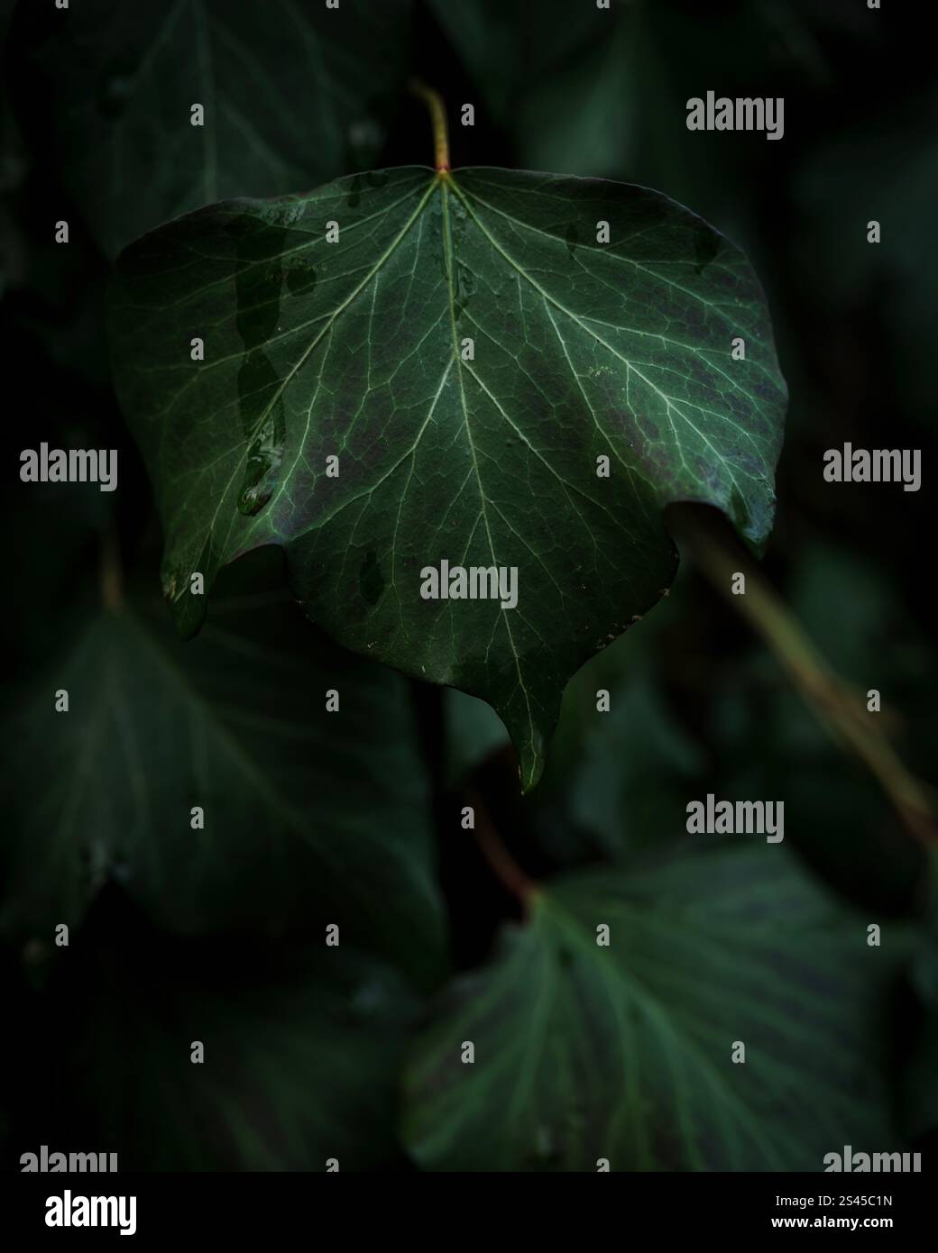 Wald- und Mistic-Farben Stockfoto